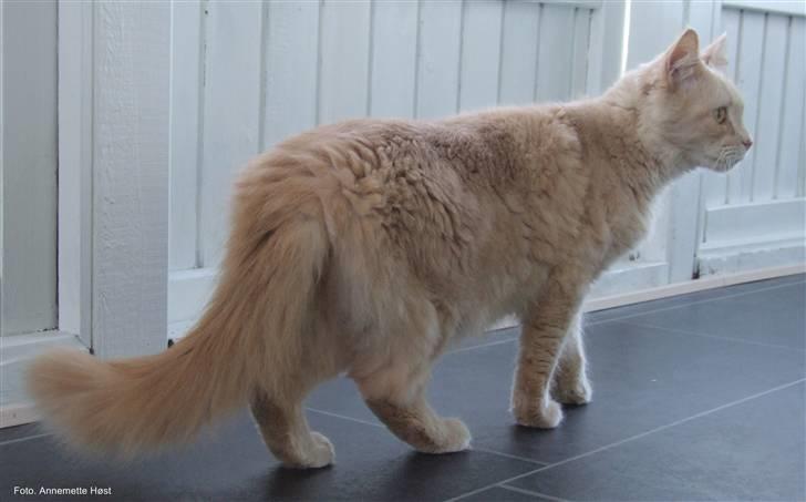 Maine Coon Mimse billede 3