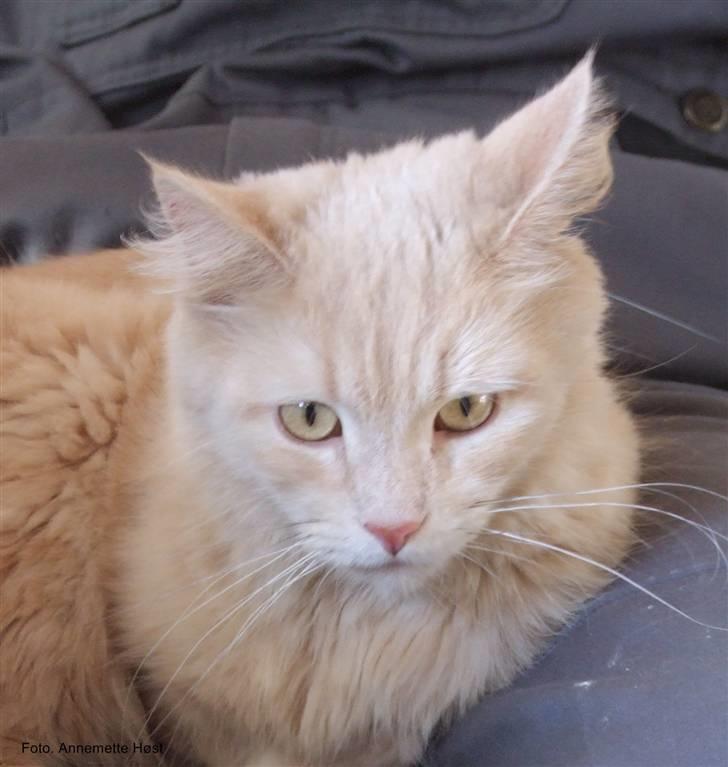 Maine Coon Mimse billede 4