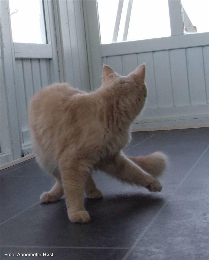 Maine Coon Mimse - Undersøger den nyistandsatte udestue for fejl og mangler. billede 5