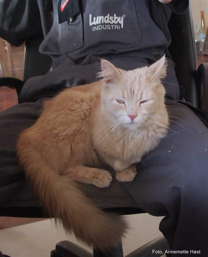 Maine Coon Mimse - Dagen efter vi havde fået hende. Allerede faldet godt til :-) billede 6