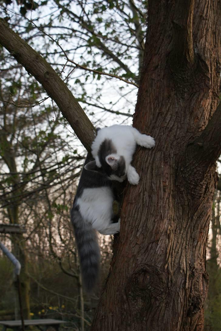 Norsk Skovkat Berit *Bimse* billede 11