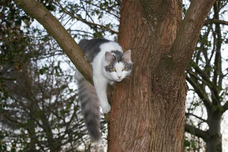 Norsk Skovkat Berit *Bimse* - Hvad skal man sige?. Hun elsker at lege i træer :D billede 12