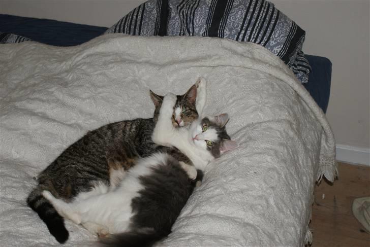 Norsk Skovkat Berit *Bimse* - Flemming og Berit. De var bedste venner. Ærgeligt at Flemming døde så tidligt :( billede 13