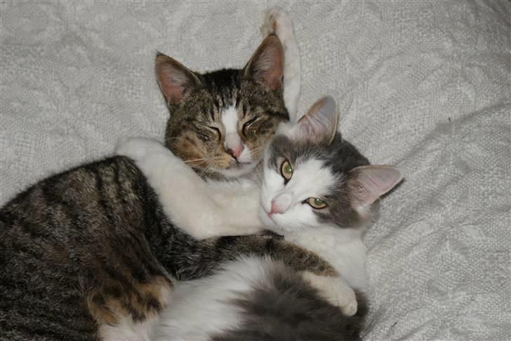 Norsk Skovkat Berit *Bimse* billede 14