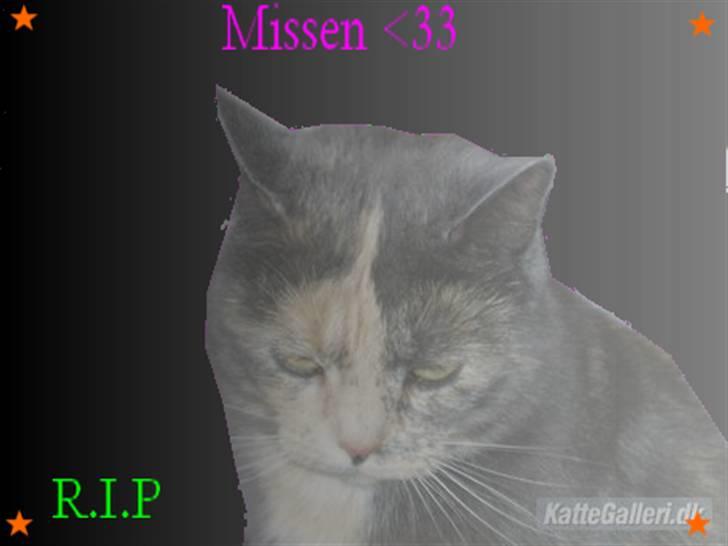 Huskat Missen - R.I.P - savnet.. - R.I.P Missen ( du var en smuk kat !!!! billede 8