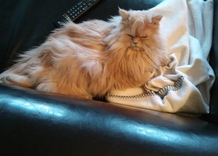 Perser Giorgio (RIP 2012) - hygge på sofaen :P billede 11