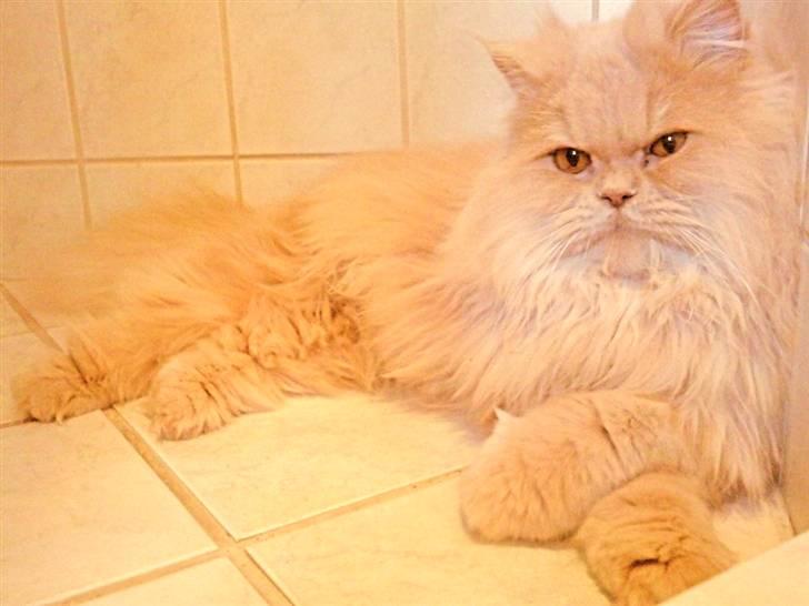 Perser Giorgio (RIP 2012) - jeeeeg elsker vand :b Girogio i brusekabinen :) billede 12