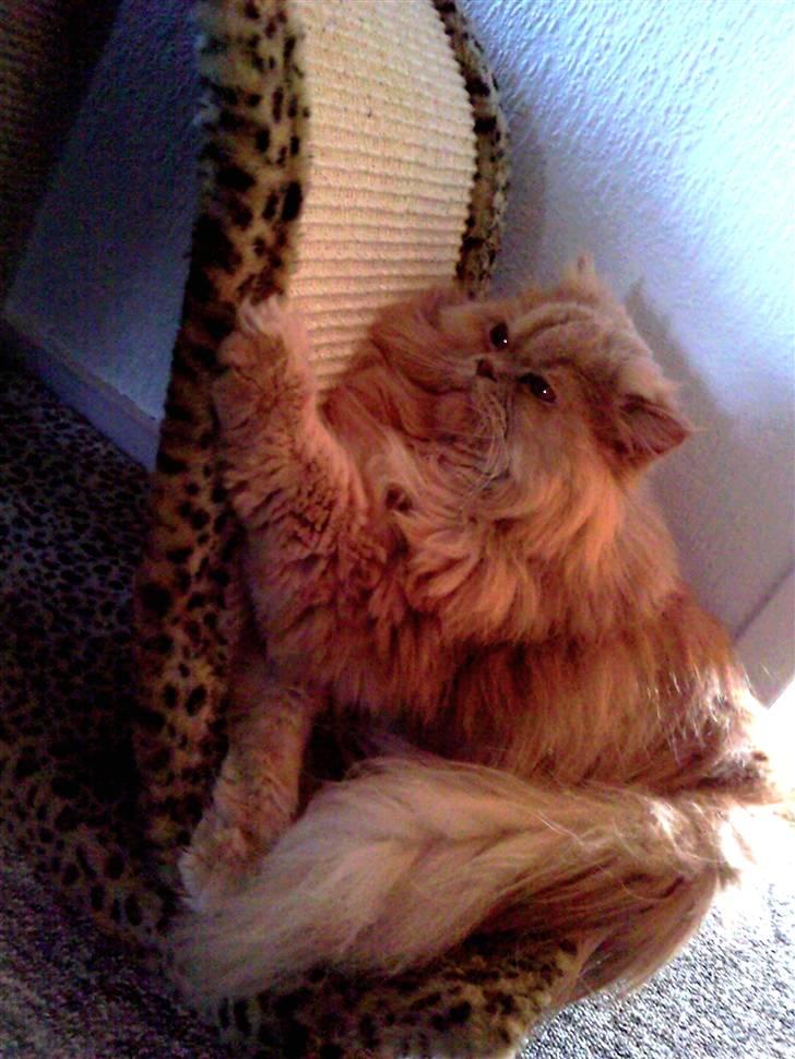 Perser Giorgio (RIP 2012) - hænger lige ud :D billede 13