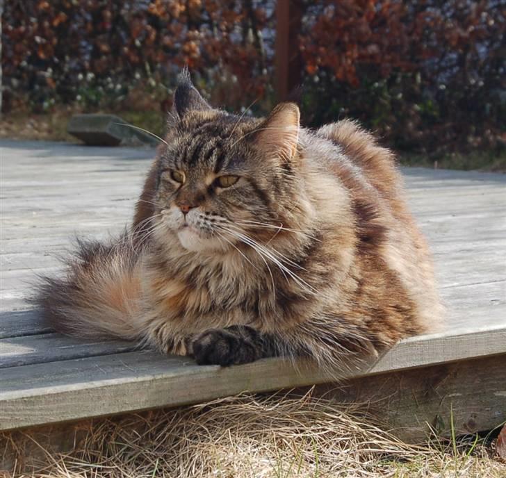 Maine Coon Evita - 2010 billede 17