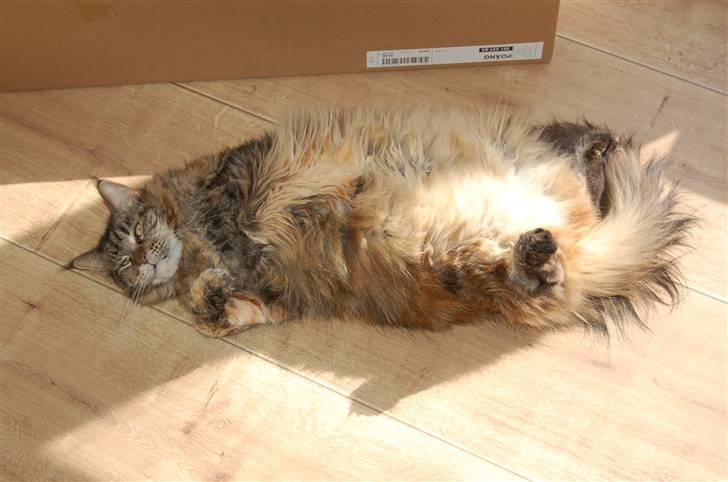 Maine Coon Evita - yes sommer er kommet 2010 billede 18