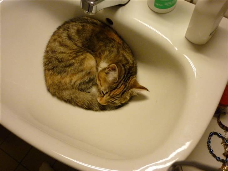 Blanding af racer Felicia - Hun elsker at ligge i vasken, når jeg står og gør mig klar om morgenen :) billede 8