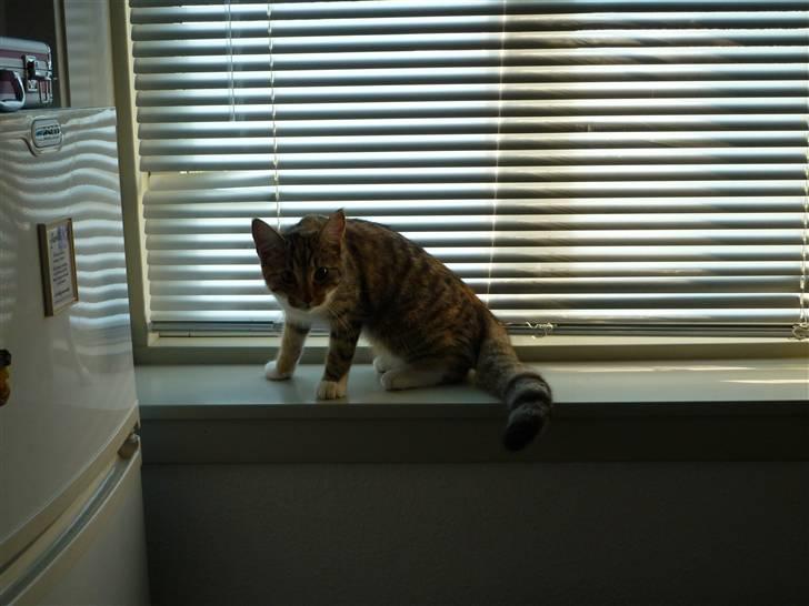 Blanding af racer Felicia billede 9