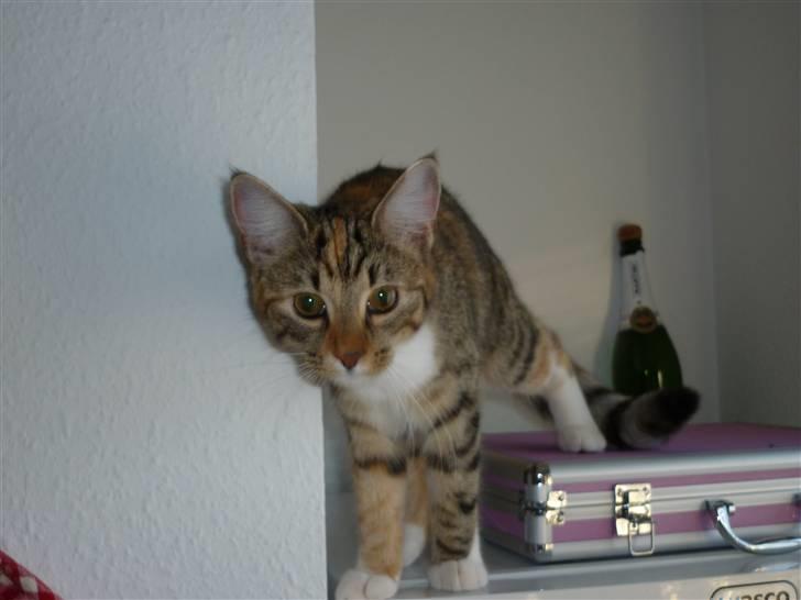 Blanding af racer Felicia billede 10