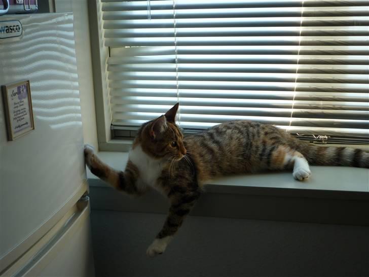 Blanding af racer Felicia billede 11