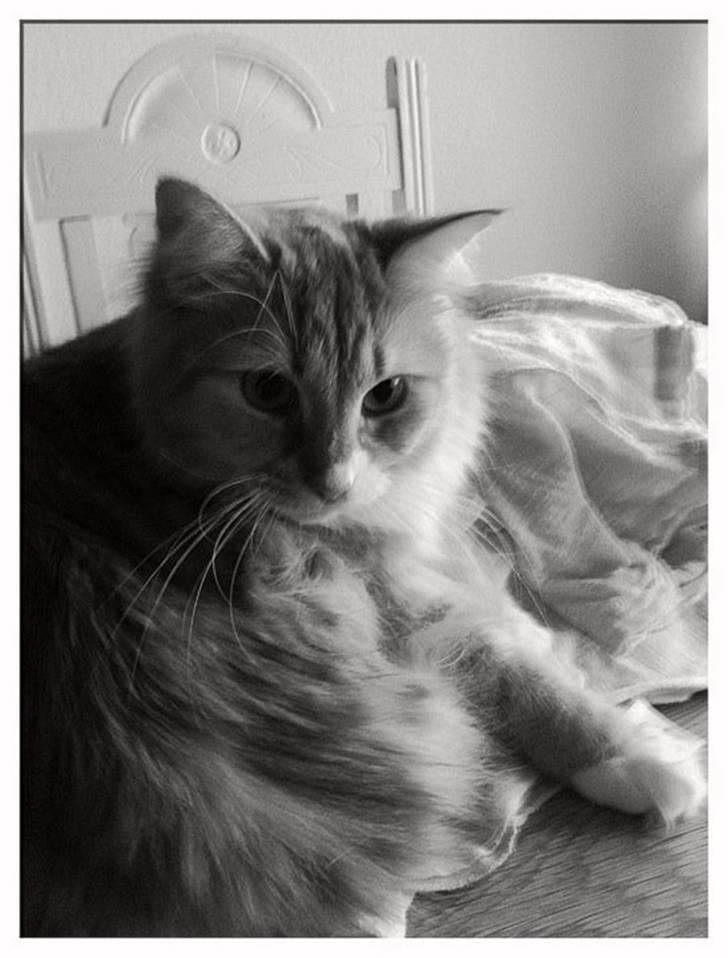 Maine Coon Bellami Solgt :( billede 11