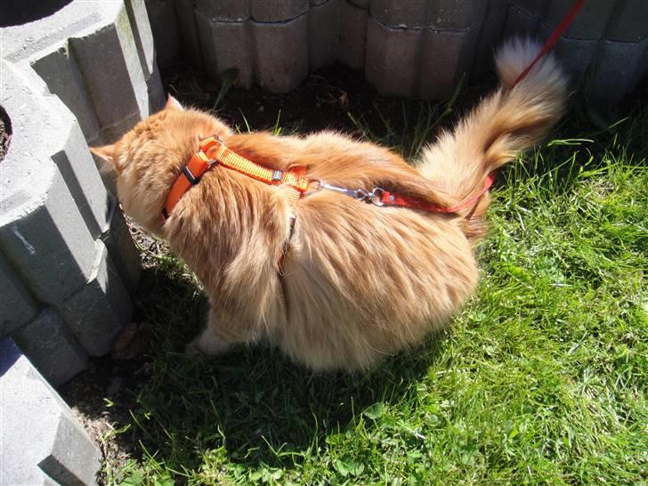 Norsk Skovkat Trunte billede 13