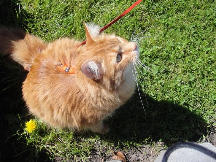 Norsk Skovkat Trunte billede 14