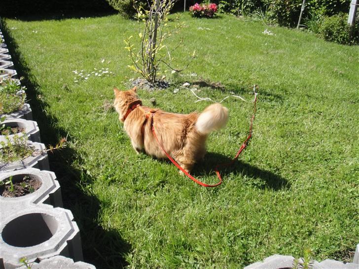 Norsk Skovkat Trunte billede 15