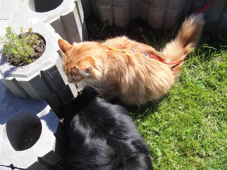 Norsk Skovkat Trunte billede 16