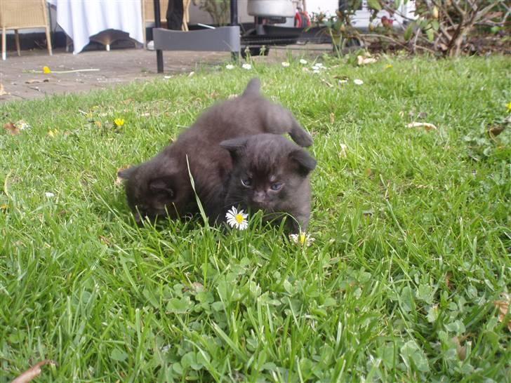 Huskat Tumle billede 2