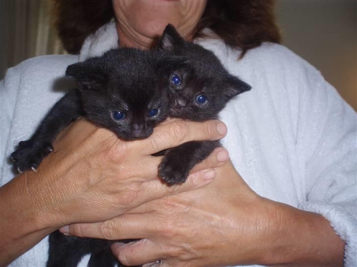 Huskat Tumle billede 3