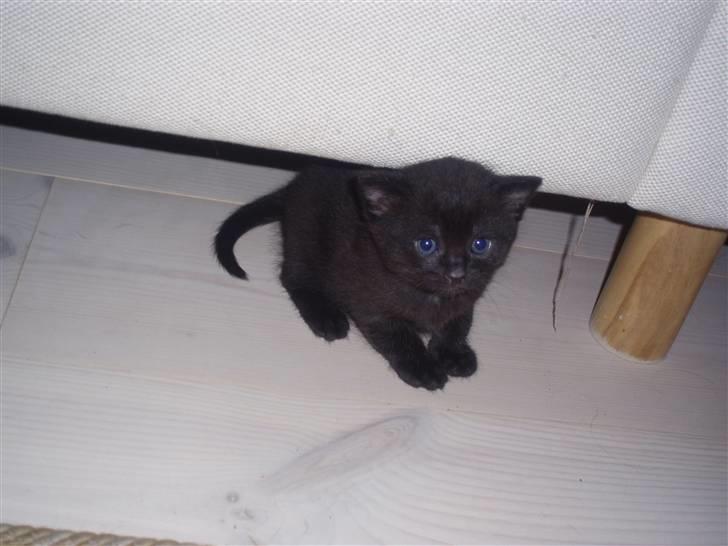 Huskat Tumle billede 4