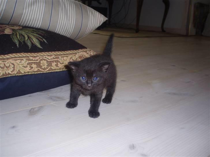 Huskat Tumle billede 5