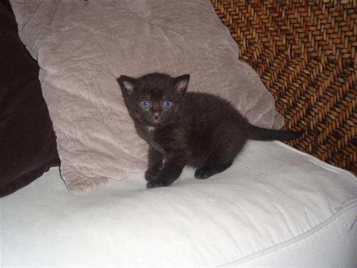 Huskat Tumle billede 6