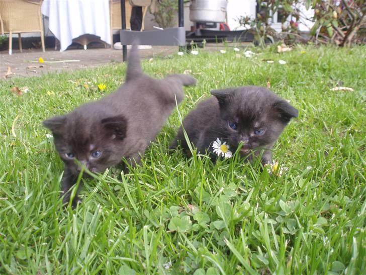 Huskat Tumle billede 7