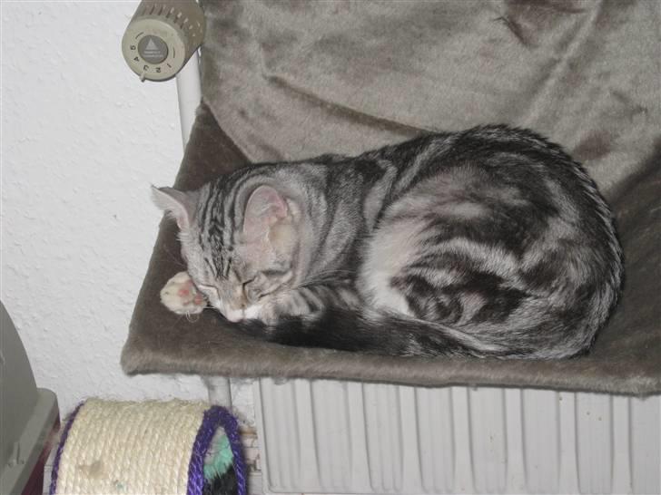 Blanding af racer Turbo #RIP# billede 14