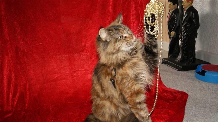 Maine Coon DK's bright Magdalena billede 11