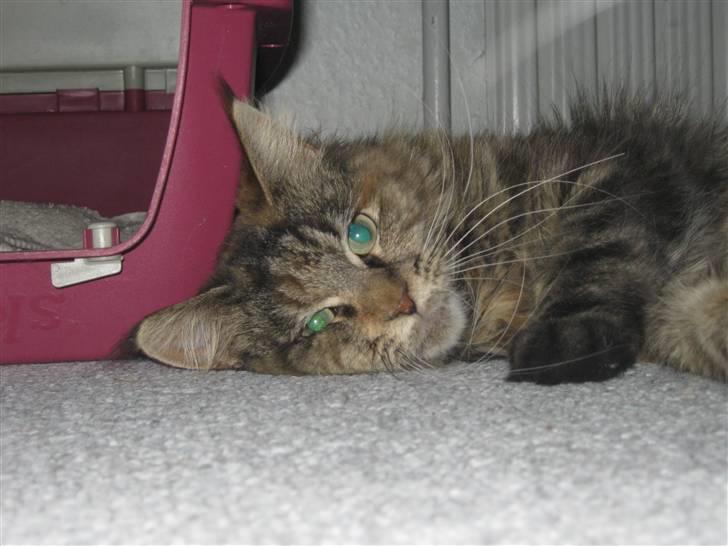 Maine Coon DK's bright Magdalena billede 12