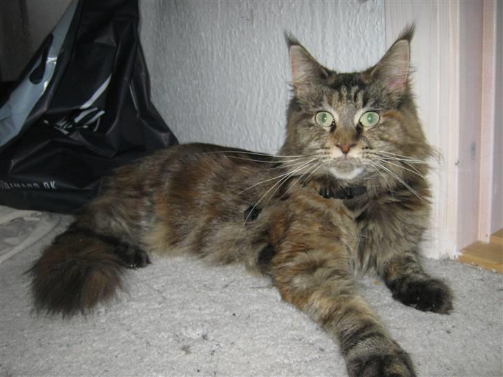 Maine Coon DK's bright Magdalena billede 13