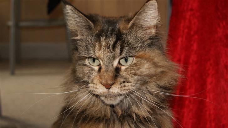 Maine Coon DK's bright Magdalena billede 14