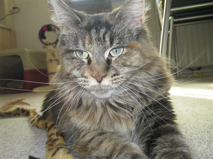 Maine Coon DK's bright Magdalena billede 15