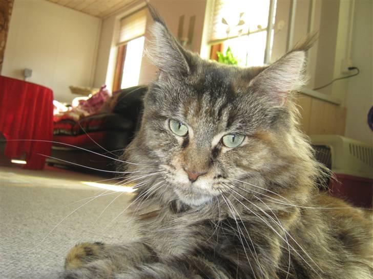 Maine Coon DK's bright Magdalena billede 16