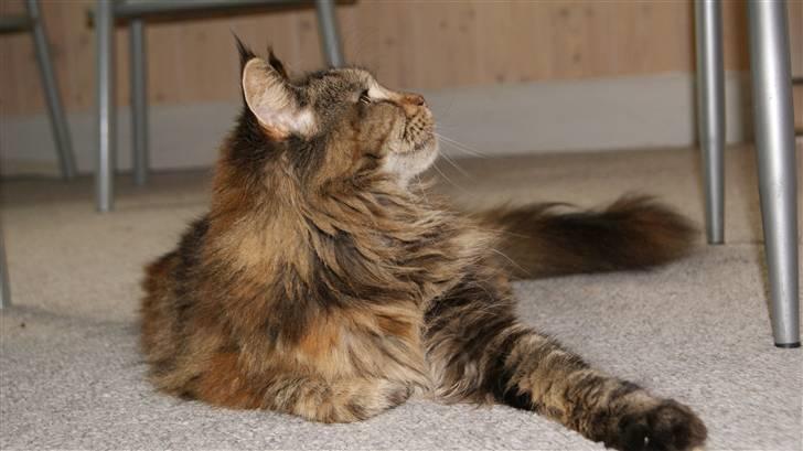 Maine Coon DK's bright Magdalena billede 17