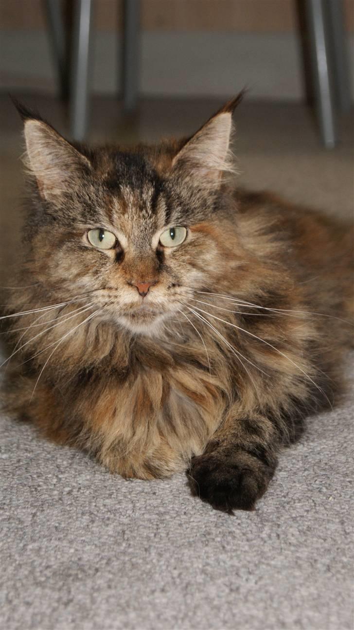 Maine Coon DK's bright Magdalena billede 18