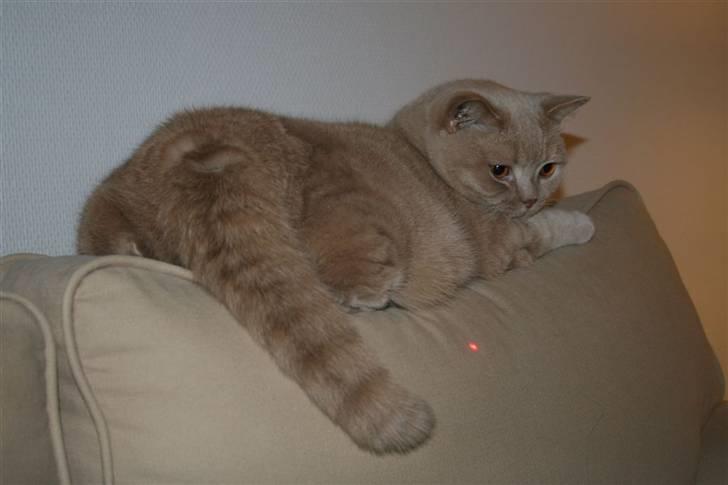 British Shorthair Kasae's Donnovan billede 20