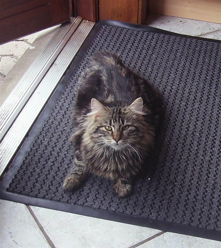 Blanding af racer Aslan - Aslan´s foretrukne sted. Lige ved døren, men stadig indenfor ;-) billede 1