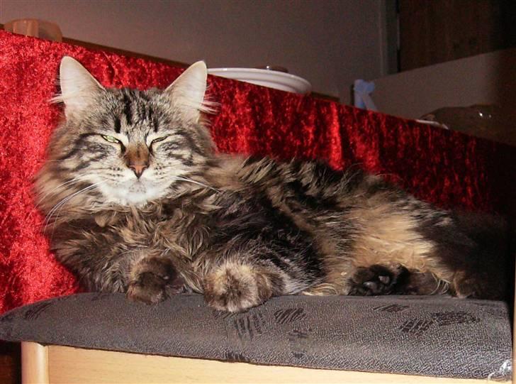 Blanding af racer Aslan - Juleaften...og ligger og slår mave.. billede 2