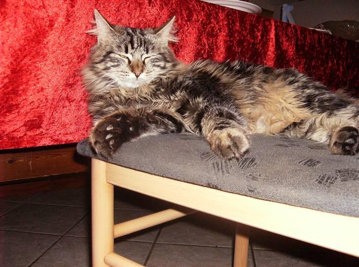 Blanding af racer Aslan billede 3