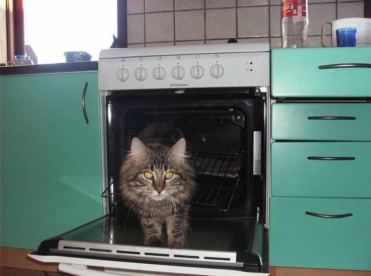 Blanding af racer Aslan - Aslan deltager aktivt i rengøring af ovnen billede 4