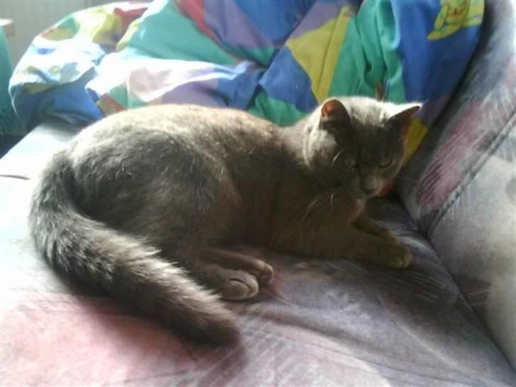 Huskat Bølle ( Død )  billede 16