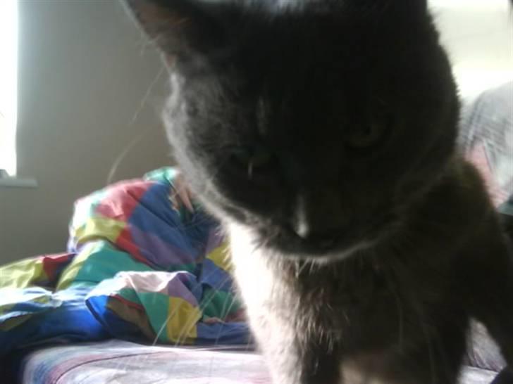 Huskat Bølle ( Død )  billede 17