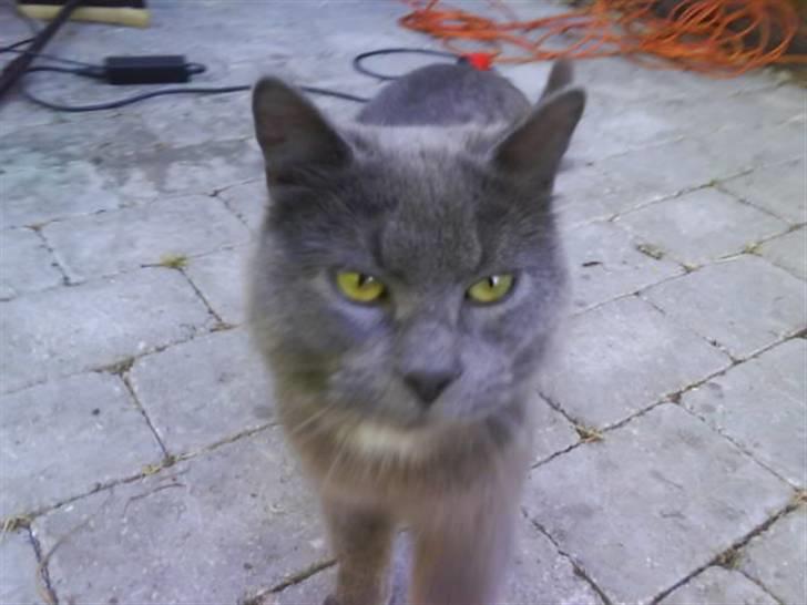 Huskat Bølle ( Død )  billede 18