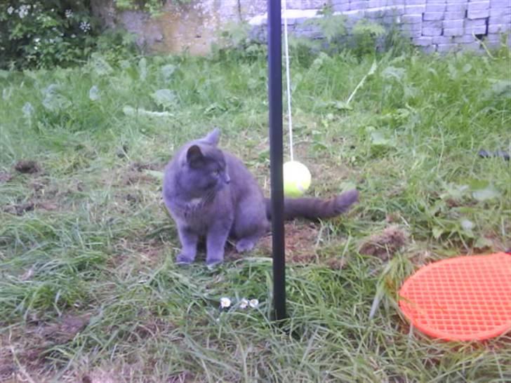 Huskat Bølle ( Død )  billede 19