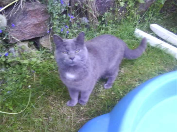 Huskat Bølle ( Død )  billede 20