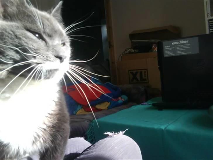 Huskat Laban ( Solgt )  billede 16