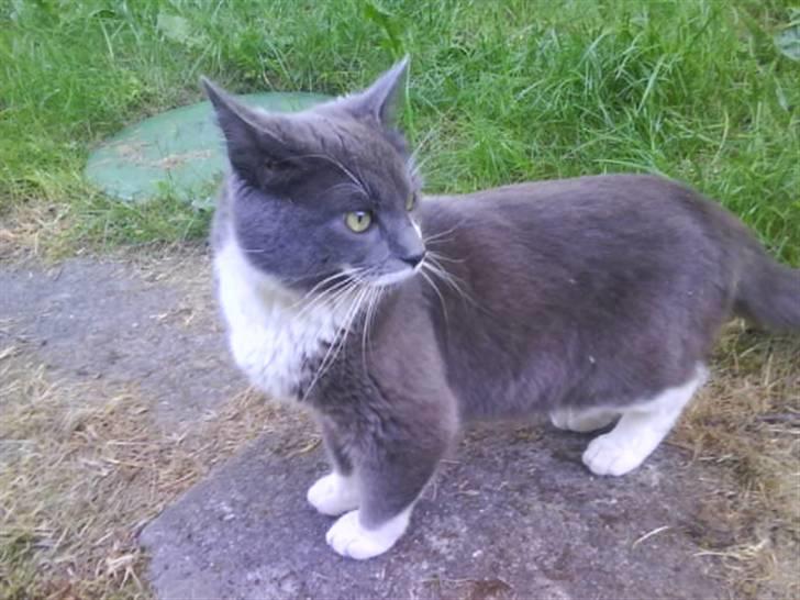 Huskat Laban ( Solgt )  billede 17